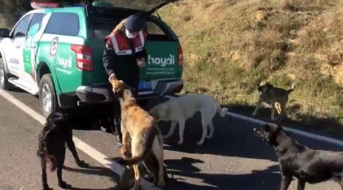 Çanakkale’de Jandarma Ekipleri Sokak Hayvanlarını Besledi