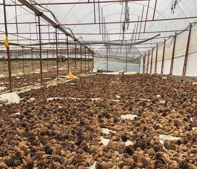 Kozalaklar Yeşil Vatana Dönüşüyor