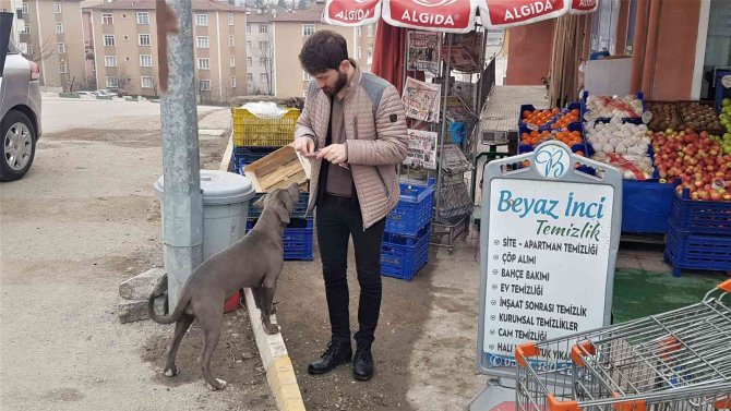 Karabük’te Yasaklı Irk Pitbull Cinsi Yavru Köpek Sokağa Terk Edildi