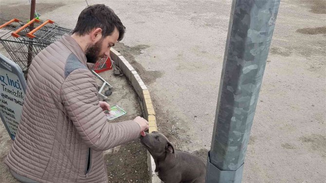 Karabük’te Yasaklı Irk Pitbull Cinsi Yavru Köpek Sokağa Terk Edildi