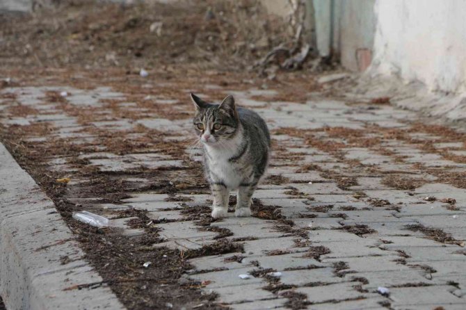 Dede Ve Torunu Buz Tutan Boruya Sıkışan Kedi İçin Seferber Oldu