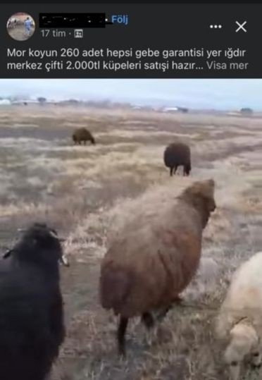 Iğdır’da Hayvan Satışı Vaadiyle Dolandırıcılık Yapan 2 Kişi Tutuklandı
