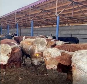 Iğdır’da Hayvan Satışı Vaadiyle Dolandırıcılık Yapan 2 Kişi Tutuklandı