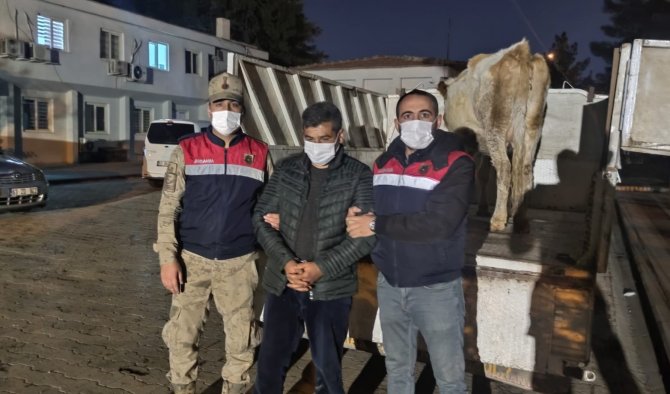 İ̇nek Hırsızı Jasat’tan Kaçamadı