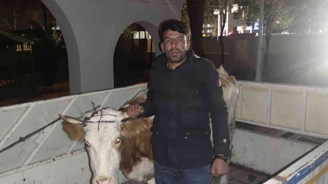 İ̇nek Hırsızı Jasat’tan Kaçamadı