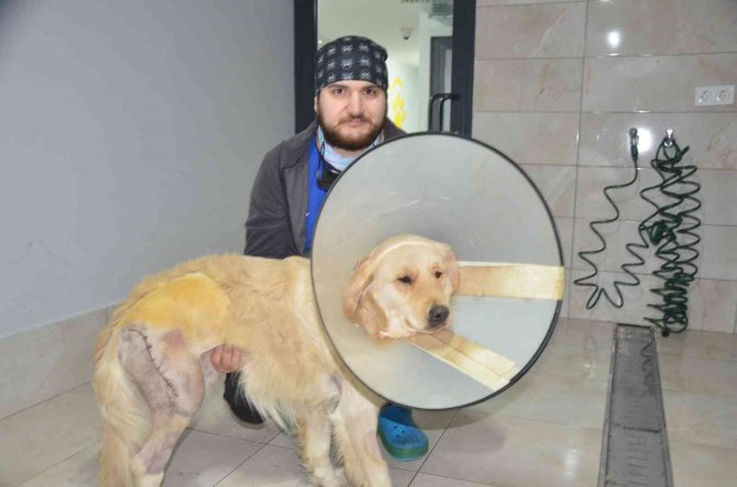 Ordu’da Otomobil Sürücüsü Aracını Antrenörün Üzerine Sürdü, Köpek Yaralandı