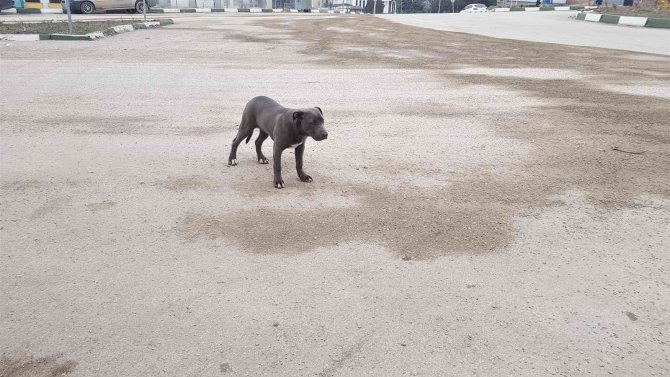 Karabük’te Yasaklı Irk Pitbull Cinsi Yavru Köpek Sokağa Terk Edildi