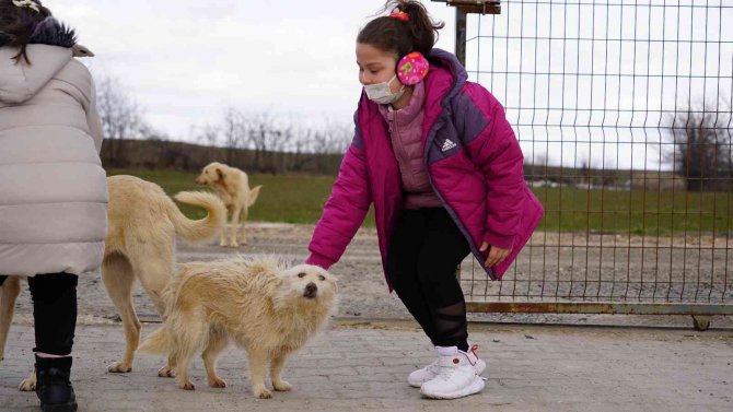 Kendi Küçük Sevgisi Büyük: Doğum Gününü Barınaktaki Can Dostlarla Kutladı