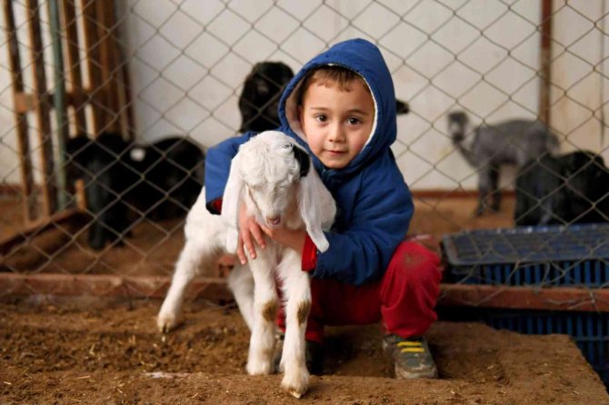 ’Haydi Gel Köyümüze Destek Verelim’ Projesi, Damızlıklarla Çoğalıyor