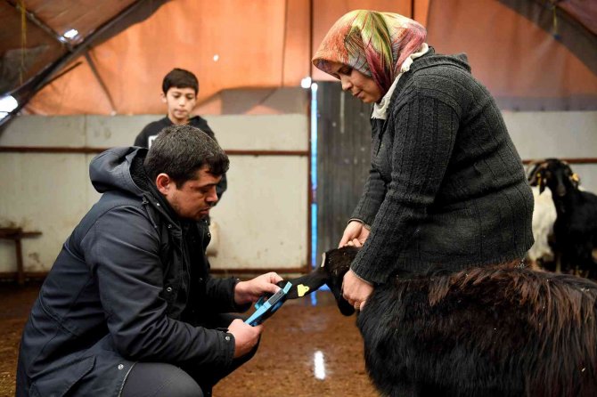 ’Haydi Gel Köyümüze Destek Verelim’ Projesi, Damızlıklarla Çoğalıyor