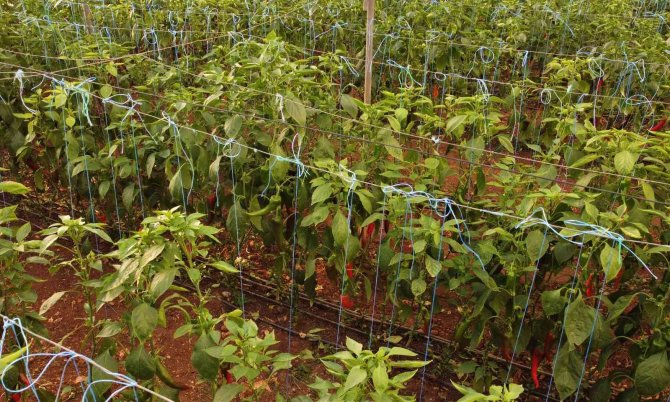 Örtü Altı Kırmızı Biber Üreticisini Güldürdü