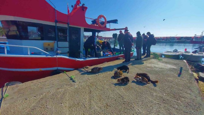 Sabırlı Kediler, 4 Gözle Tekneleri Bekliyorlar