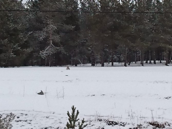 Nesli Tükenme Tehlikesi Altında Olan Vaşak Çamlıçatak Ormanlık Alanında Görüntülendi