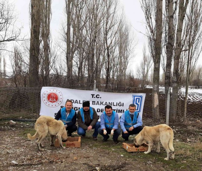 Doğada Yaşayan Hayvanlar Unutulmadı