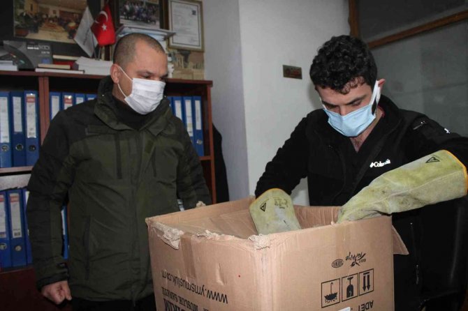 Ordu’da Bir İş Yerinde Davetsiz Misafir: Porsuk