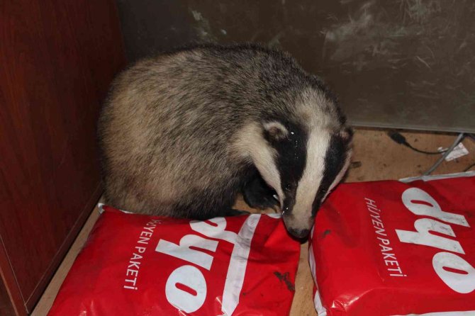 Ordu’da Bir İş Yerinde Davetsiz Misafir: Porsuk