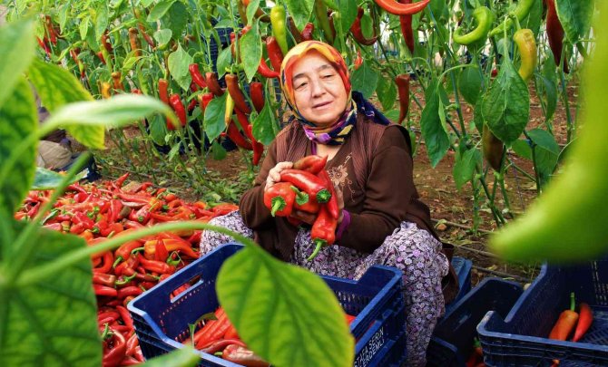 Örtü Altı Kırmızı Biber Üreticisini Güldürdü
