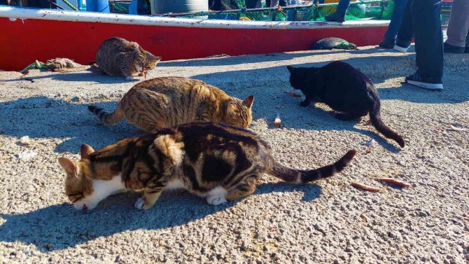 Sabırlı Kediler, 4 Gözle Tekneleri Bekliyorlar