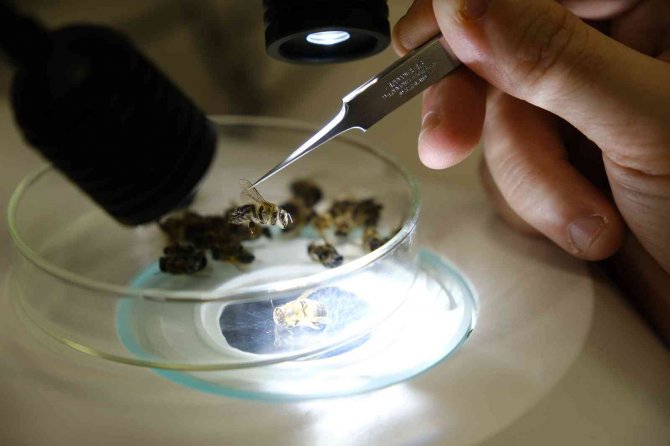 Sivas Cumhuriyet Üniversitesi Arı Hastalıkları Teşhisine Başladı