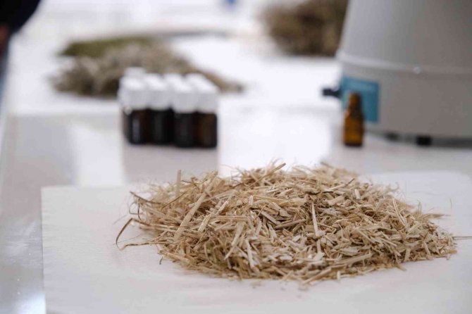 Sivas’ta Ki Aromatik Bitkiler Ekonomiye Kazandırılacak