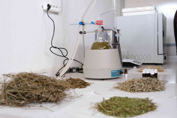 Sivas’ta Ki Aromatik Bitkiler Ekonomiye Kazandırılacak