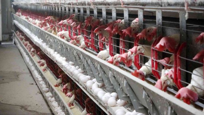 Muş’ta Kdv İndirimi Yumurta Üreticisini Sevindirdi