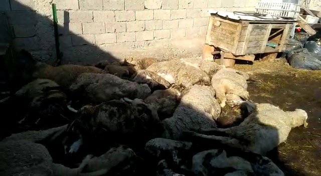 Çiçek Hastalığı Bulaşan 117 Koyun Ve Kuzu Telef Oldu