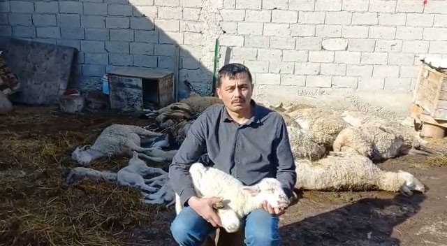 Çiçek Hastalığı Bulaşan 117 Koyun Ve Kuzu Telef Oldu