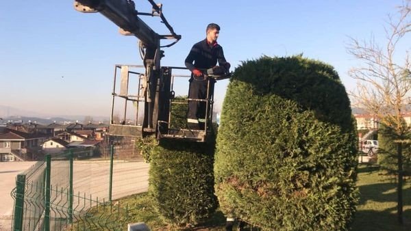 Düzce’de Ağaçlar Budanıyor