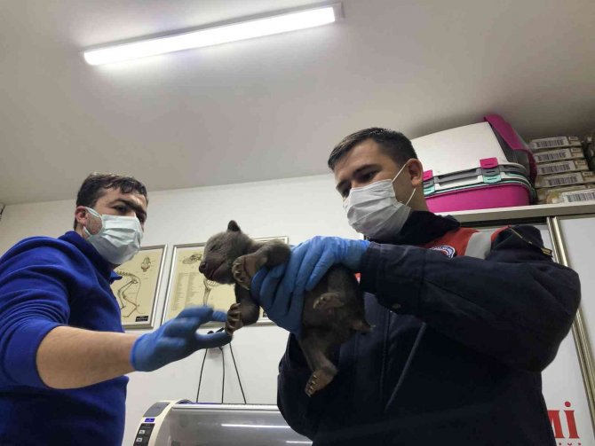 Donmak Üzereyken Bulunan 10 Günlük Bozayıların İmdadına Ekipler Yetişti