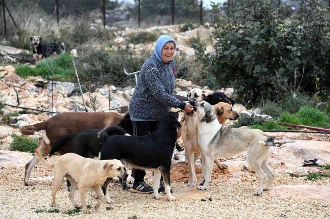 Mersin Büyükşehir Belediyesi Gönüllü Hayvanseverlerle Ele Ele