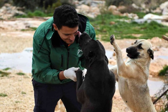 Mersin Büyükşehir Belediyesi Gönüllü Hayvanseverlerle Ele Ele