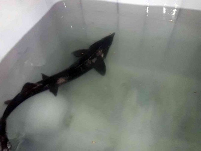 Mskü, Mersin Balığından Havyar Üretiyor