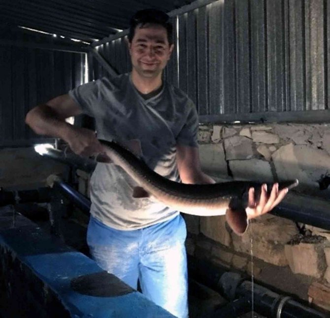 Mskü, Mersin Balığından Havyar Üretiyor