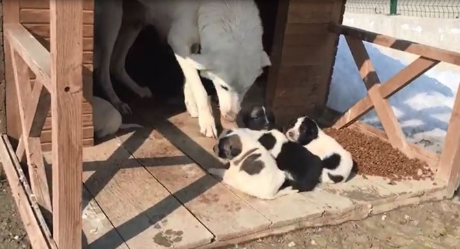 Annesiz Kalan 11 Yavru Köpeği Başka Bir Anne Köpek Sahiplendi