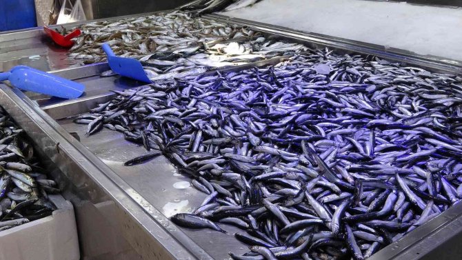 Hamside İşler Tersine Döndü