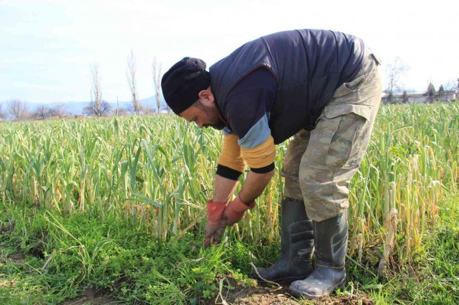 Aydın’da Pırasa Hasadı Başladı, Üreticiler De Aracılardan Dert Yandı