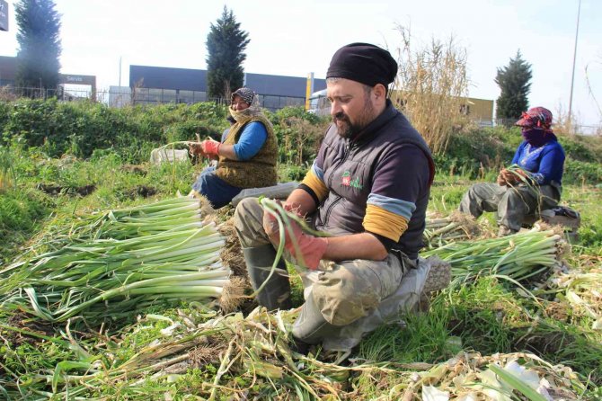 Aydın’da Pırasa Hasadı Başladı, Üreticiler De Aracılardan Dert Yandı