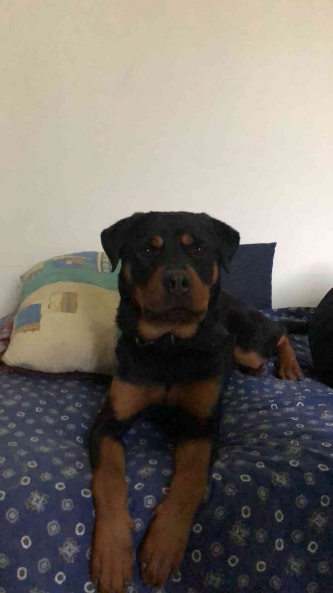 Ankara’da Bir Hayvansever Çalınan 2 Köpeğini 18 Gündür Sokak Sokak Arıyor