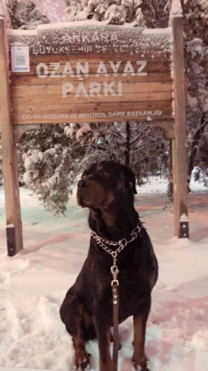 Ankara’da Bir Hayvansever Çalınan 2 Köpeğini 18 Gündür Sokak Sokak Arıyor