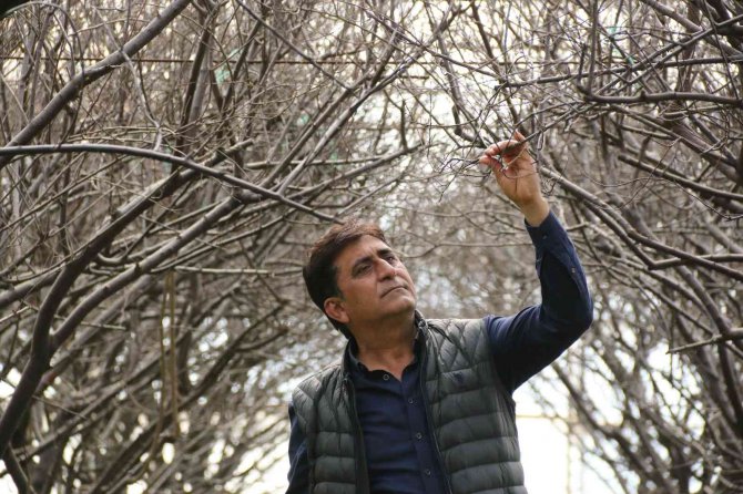 Antalya’da Soğuk Tufanda Eriği Vurdu, 5 Bin Tl’ye Sipariş Var Hasat Yapamıyor