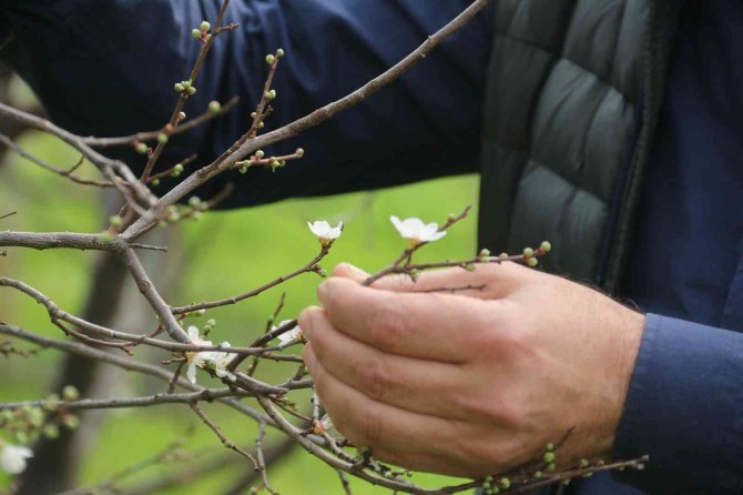 Antalya’da Soğuk Tufanda Eriği Vurdu, 5 Bin Tl’ye Sipariş Var Hasat Yapamıyor