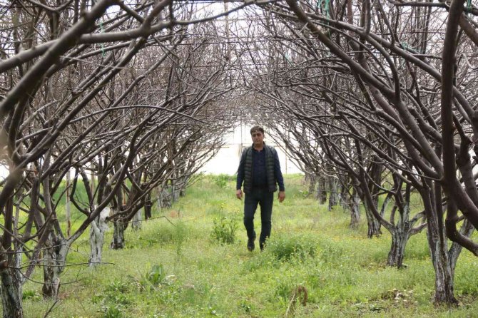 Antalya’da Soğuk Tufanda Eriği Vurdu, 5 Bin Tl’ye Sipariş Var Hasat Yapamıyor