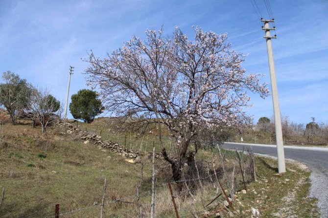 Aydın’da Baharın Müjdecisi Bademler Erken Çiçek Açtı