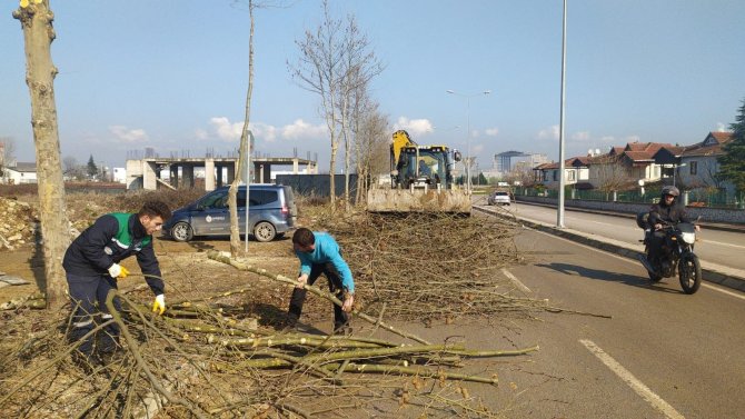 Başiskele’de Ağaçlara Bakım Yapıldı