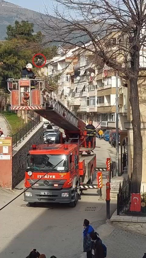 Bursa’da Ağaçta Asılı Kalan Kuşu İtfaiye Ekipleri Kurtardı