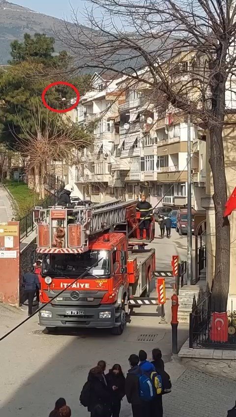 Bursa’da Ağaçta Asılı Kalan Kuşu İtfaiye Ekipleri Kurtardı
