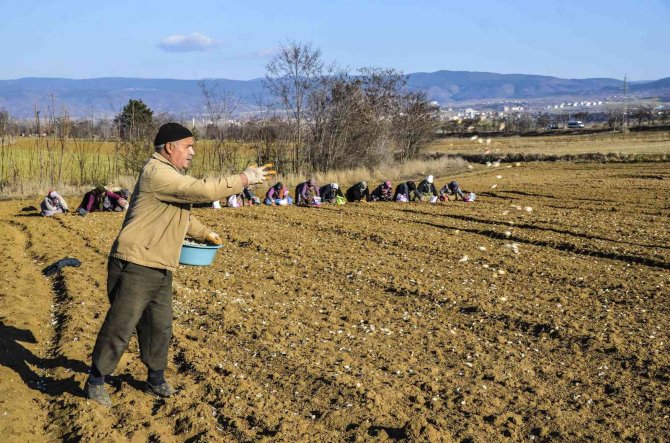 "Beyaz Altın" Toprakla Buluştu