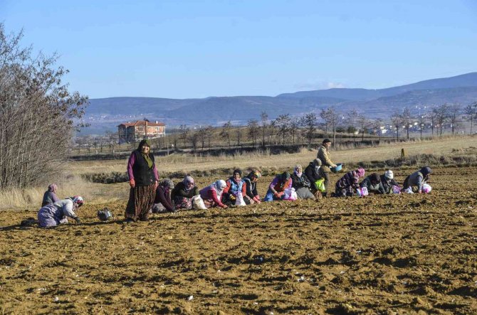 "Beyaz Altın" Toprakla Buluştu