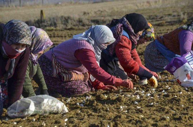 "Beyaz Altın" Toprakla Buluştu